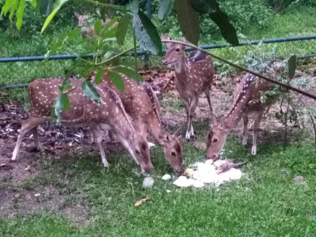 Hotel Deer Garden Guest Polonnaruwa Exteriér fotografie