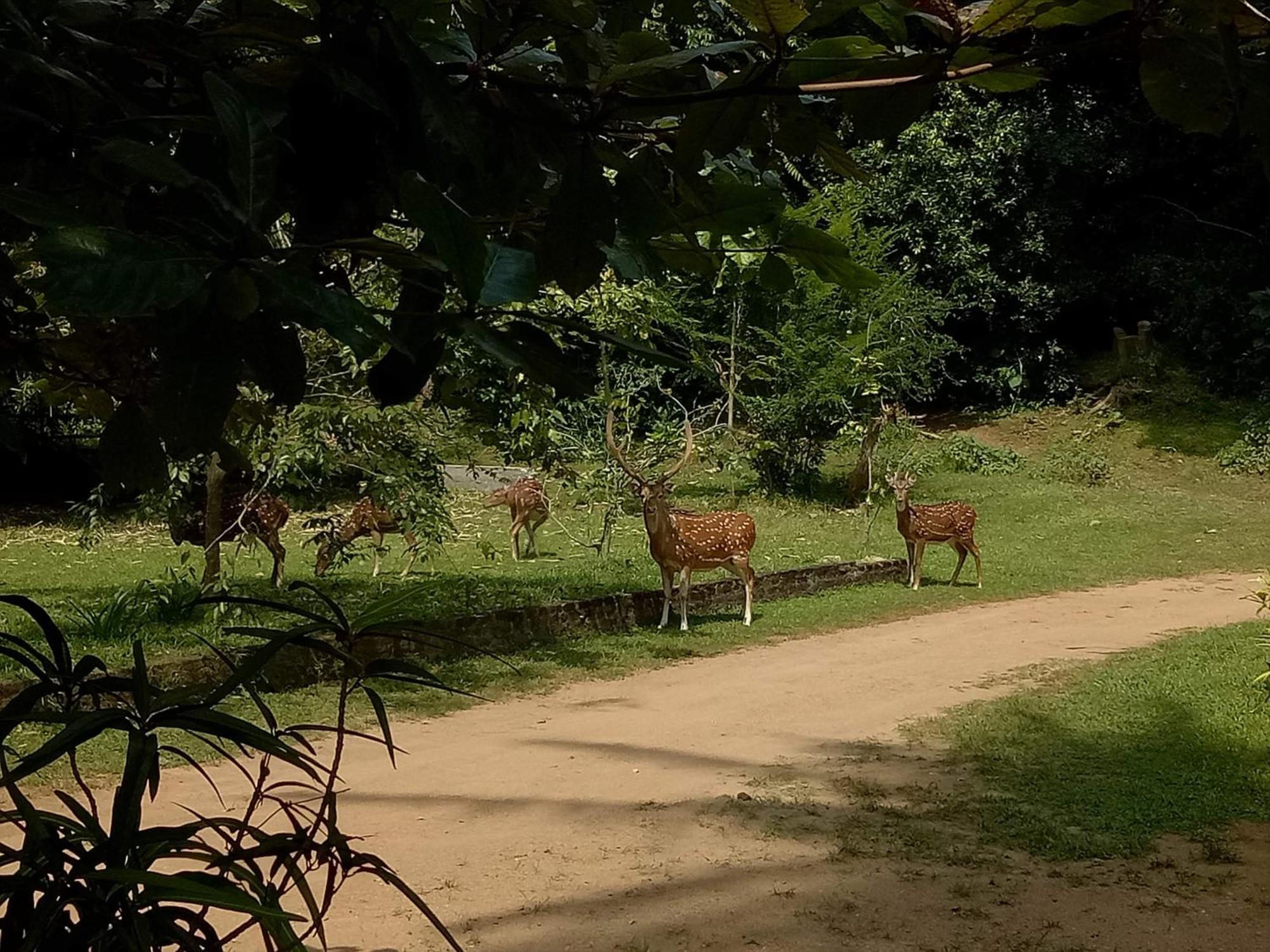 Hotel Deer Garden Guest Polonnaruwa Exteriér fotografie