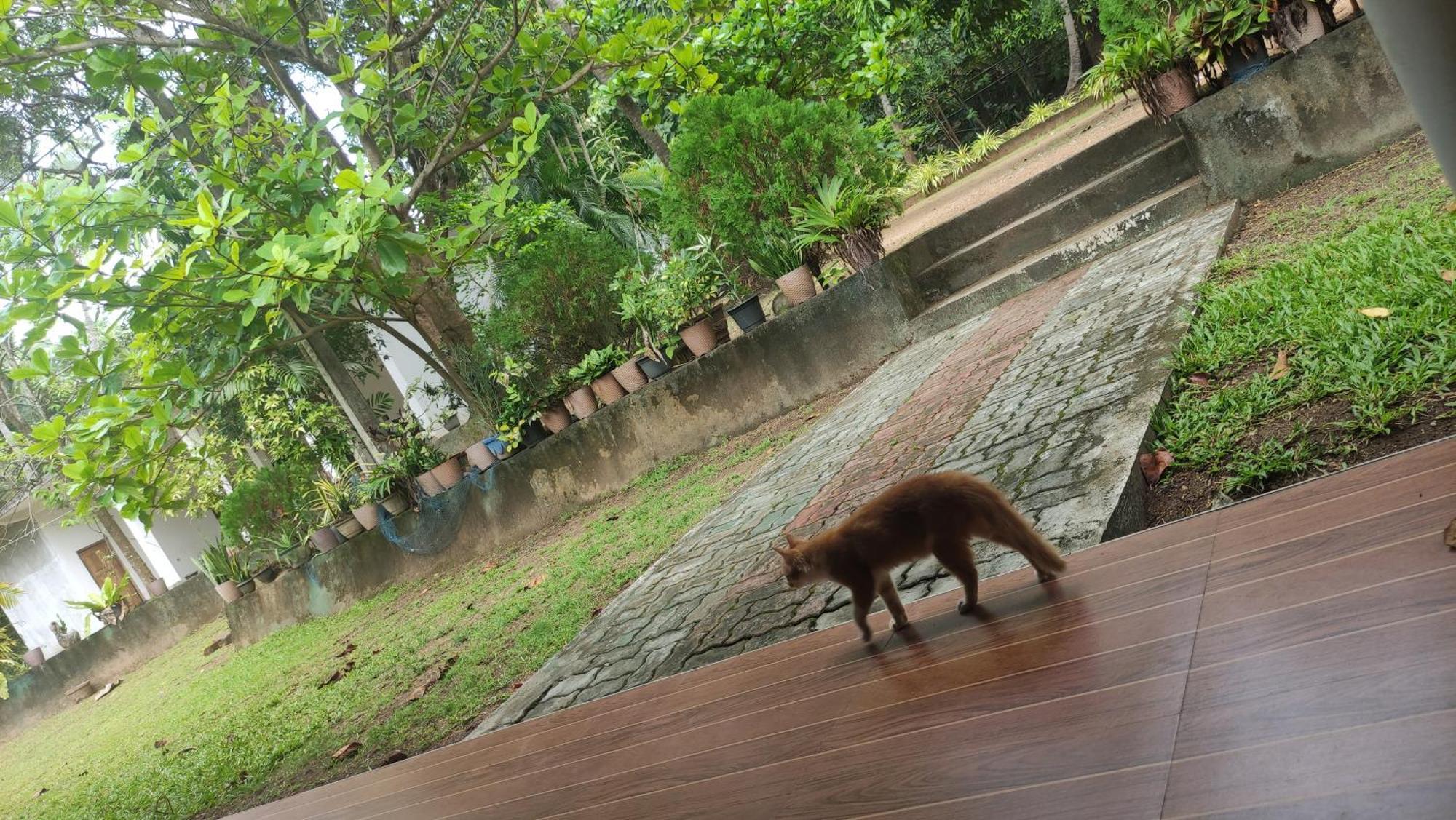 Hotel Deer Garden Guest Polonnaruwa Exteriér fotografie